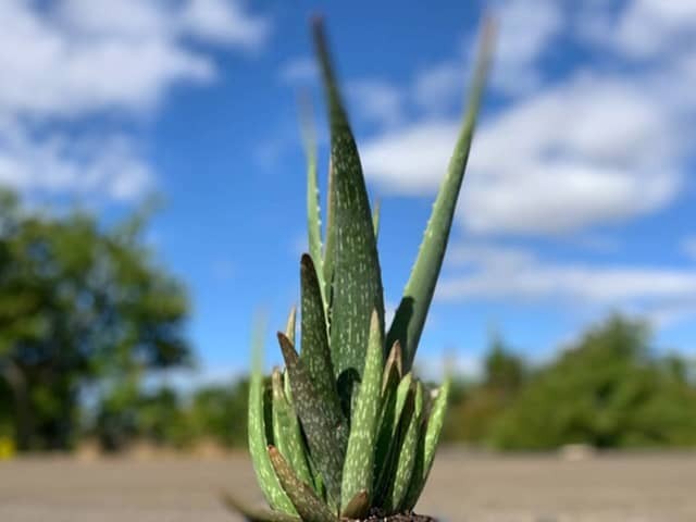 Aloe vera