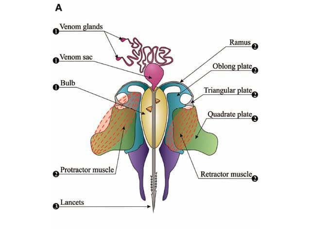 Bee sting apparatus