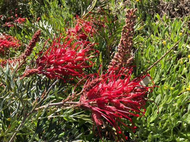 Grevillea Robyn Gordon