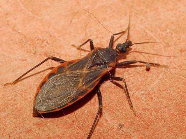 Triatomine bug