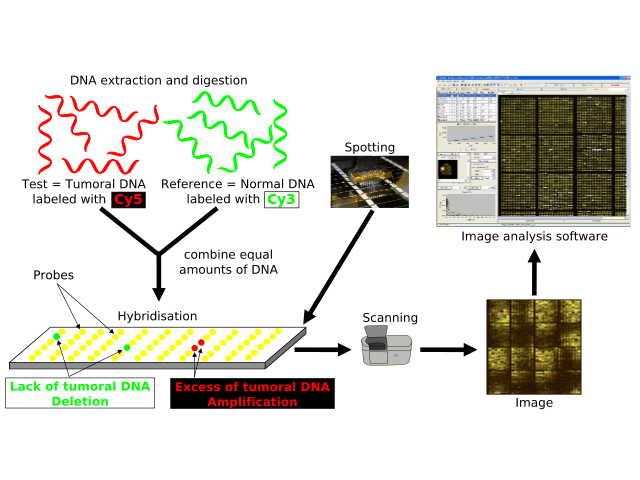 Array comparative genomic hybridisation protocol