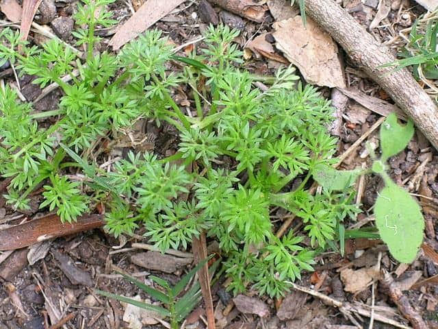 Soliva sessilis plant