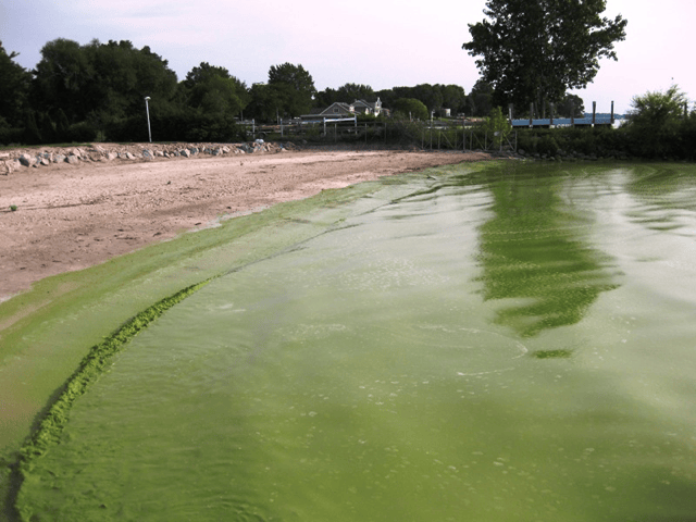 Green tide