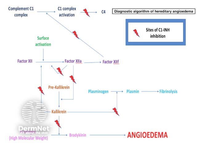 Sites of C1-esterase inhibition