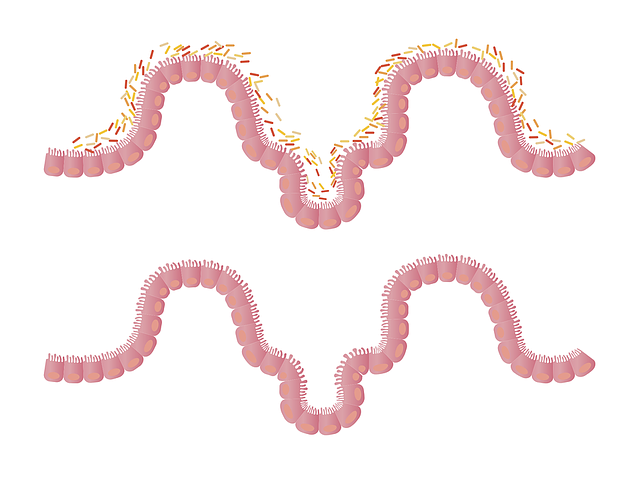 Representation of the intestinal lining with and without microbiota