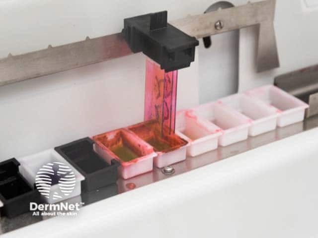 Staining sections with haematoxylin and eosin