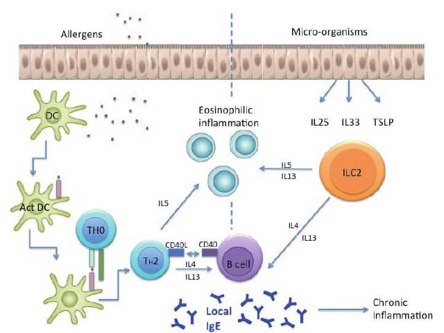 Aeroallergen pathways