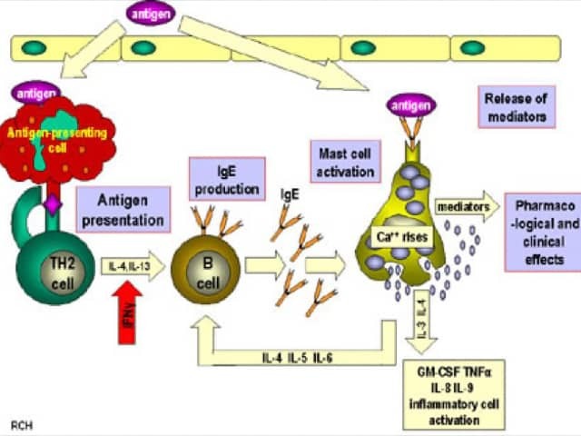 Induction and effector mechanisms in Type 1 hypersensitivity