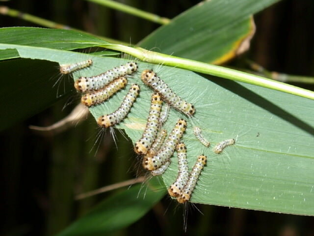 Bamboo caterpillars, which caused a rash on a gardener