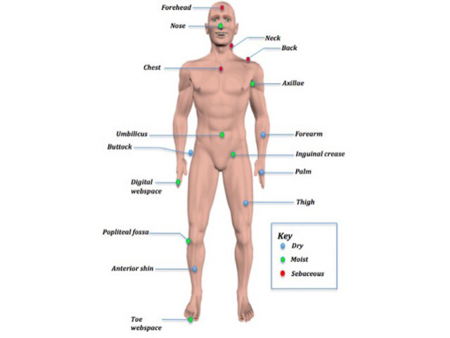 Body site distribution of microbiota