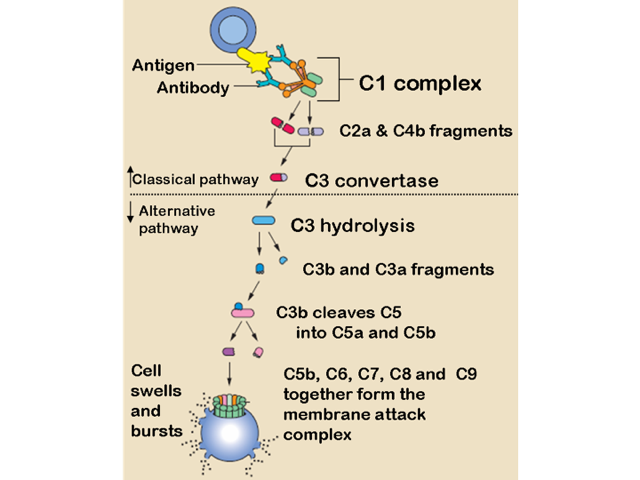 The complement pathway