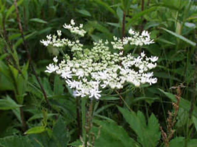 Cow parsnip