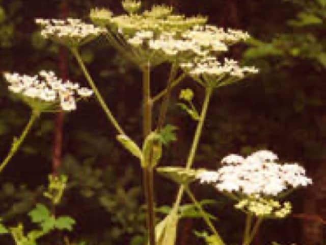 Cow parsnip