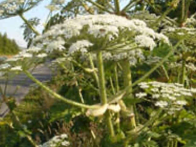 Giant hogweed