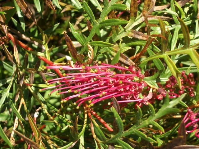 Grevillea banskii