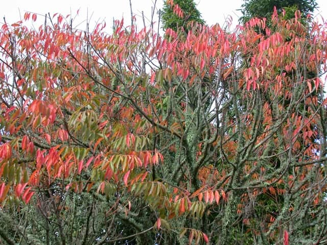 Rhus aromatica