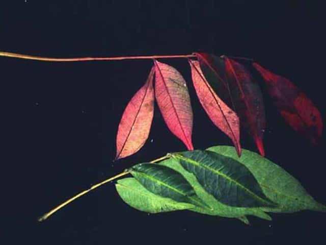 Toxicodendron