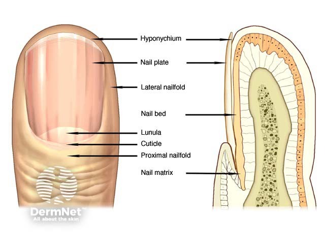 Normal nail