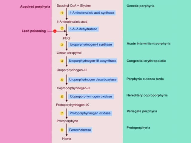 Heme synthesis porphyria