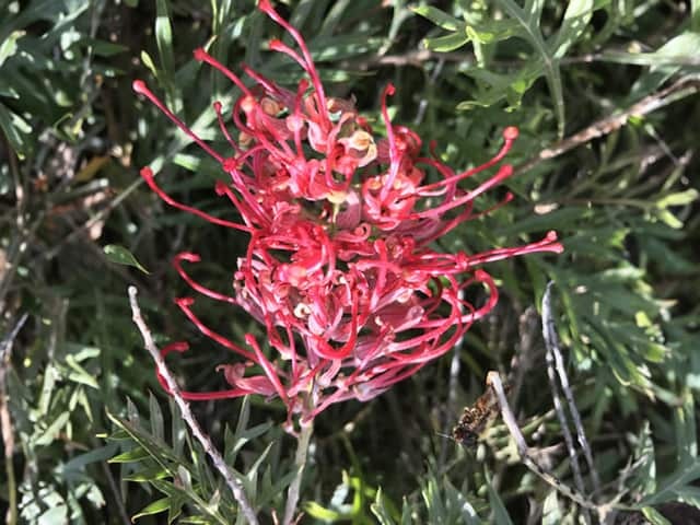 'Robyn Gordon' grevillea