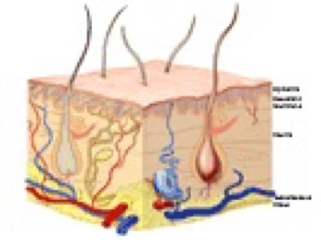 Skin structure