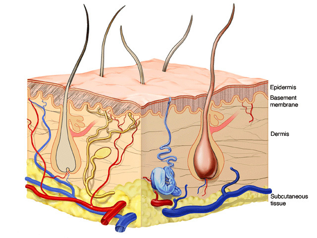 Skin structure