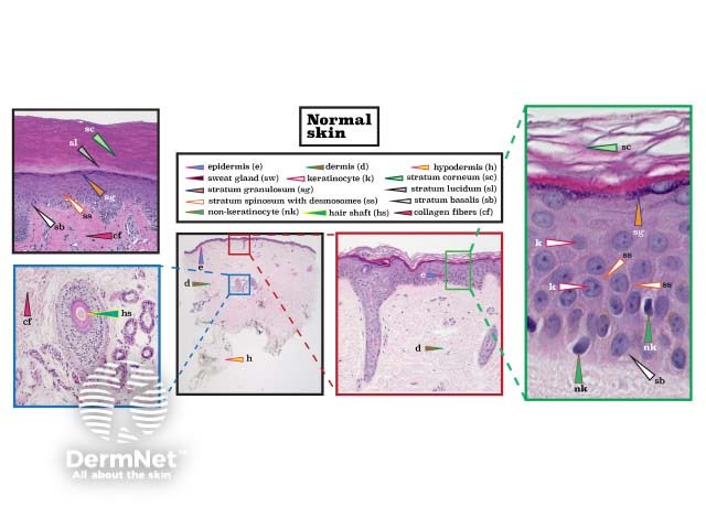 Histopathology of normal skin