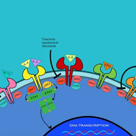 jak inhibitor