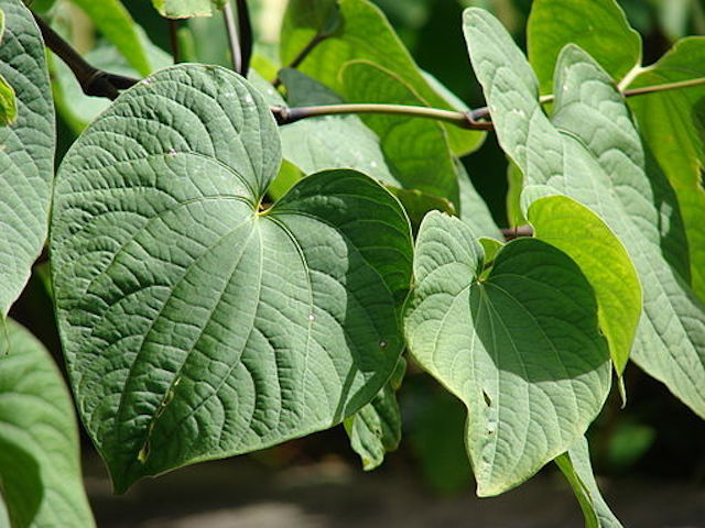 Kava leaves