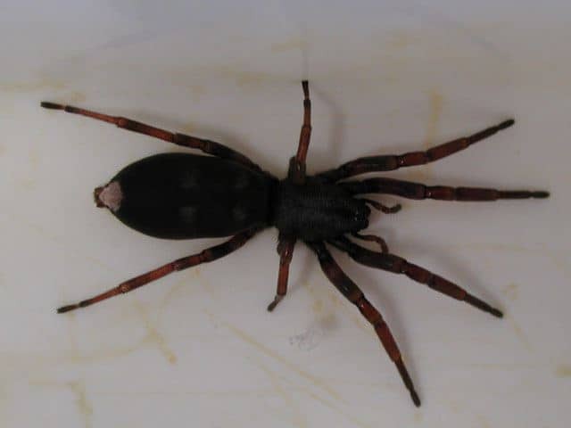 White tail spider