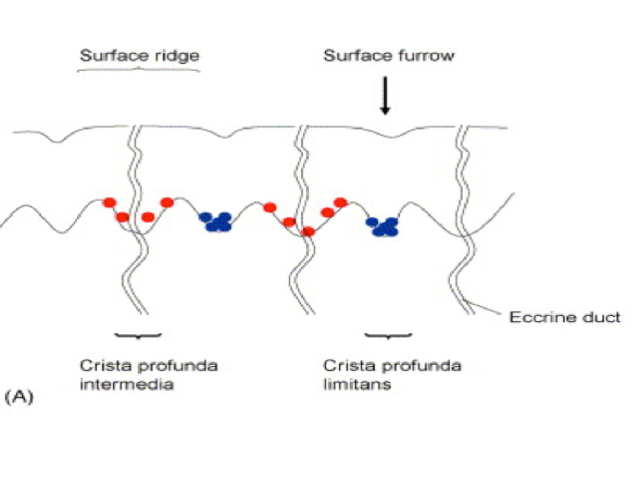 Figure 23